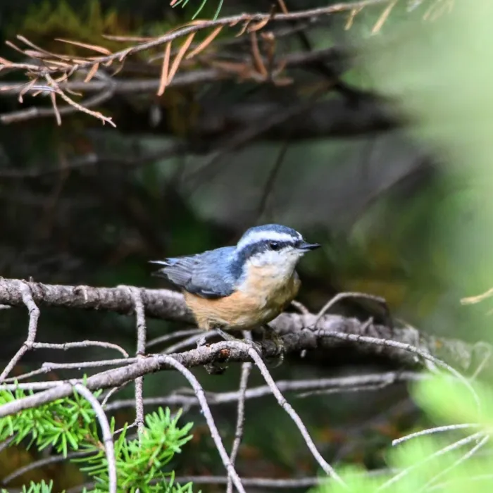 Gespotte Canadese boomklever
