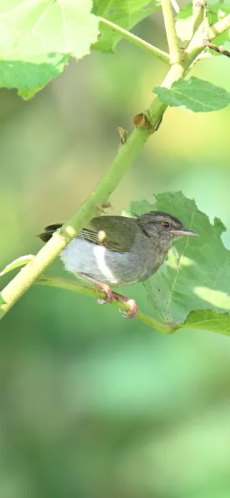Waargenomen Groene krombek