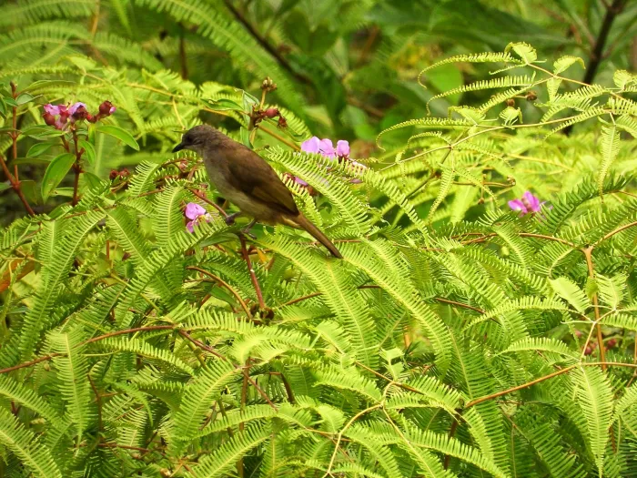 Gespotte Olijfbuulbuul