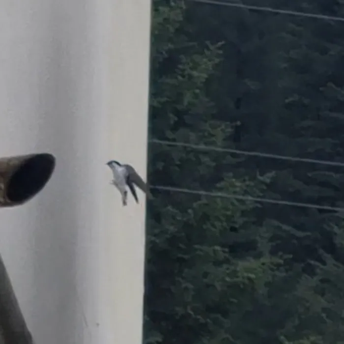 Spotted Violet-green Swallow