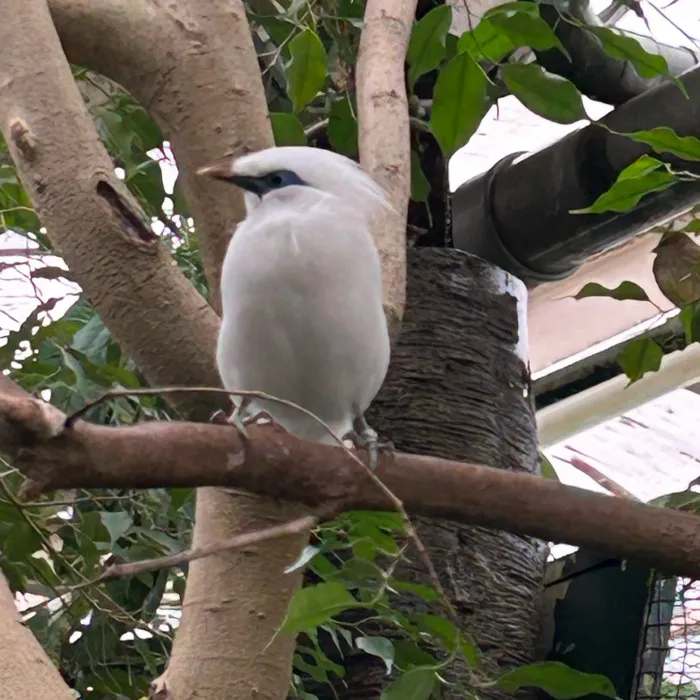 Gespotte Balispreeuw