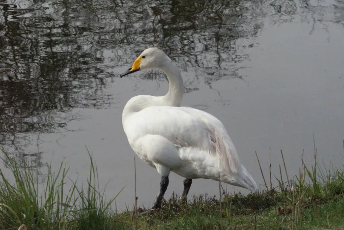 Spotted Whooper Swan