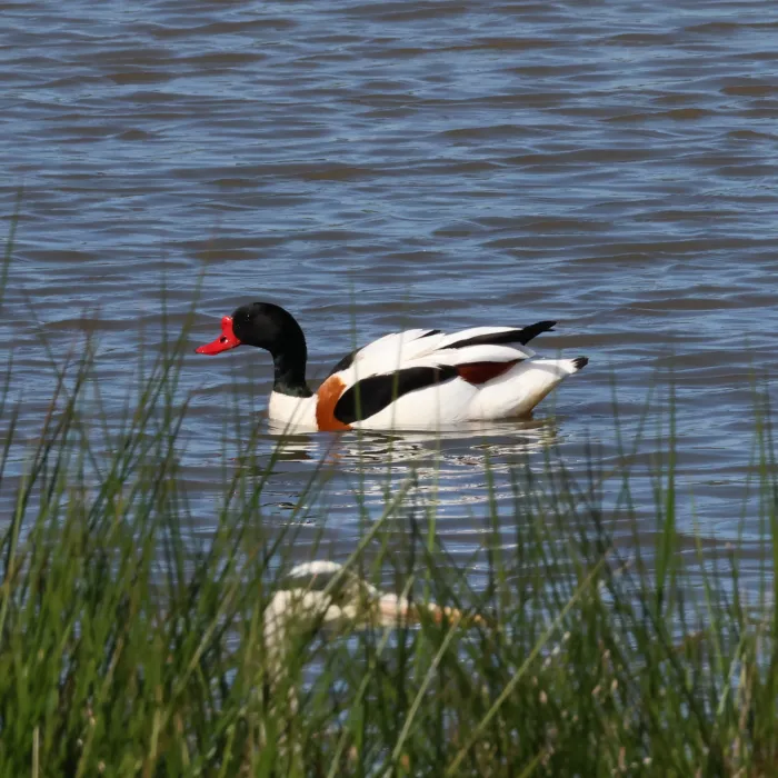Common Shelduck