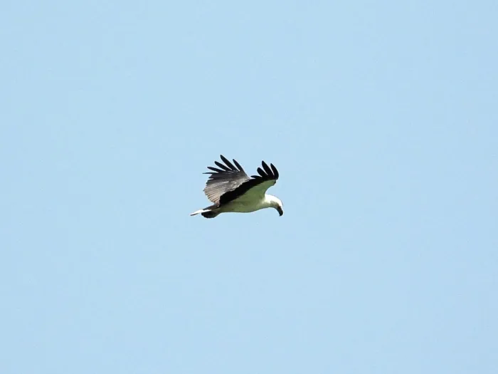 Gespotte Witbuikzeearend