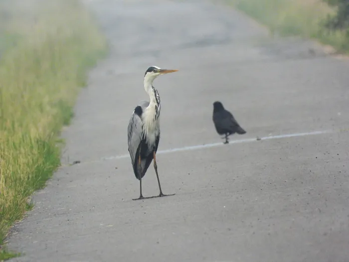 Waargenomen Blauwe reiger