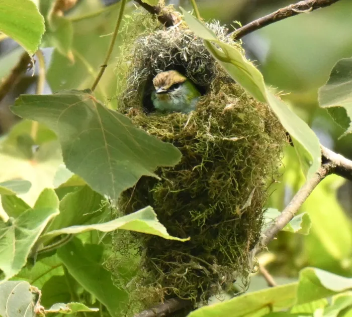 Spotted Grauer's Broadbill