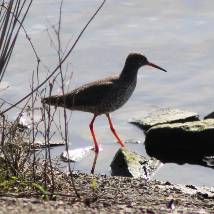 Spotted Common Redshank
