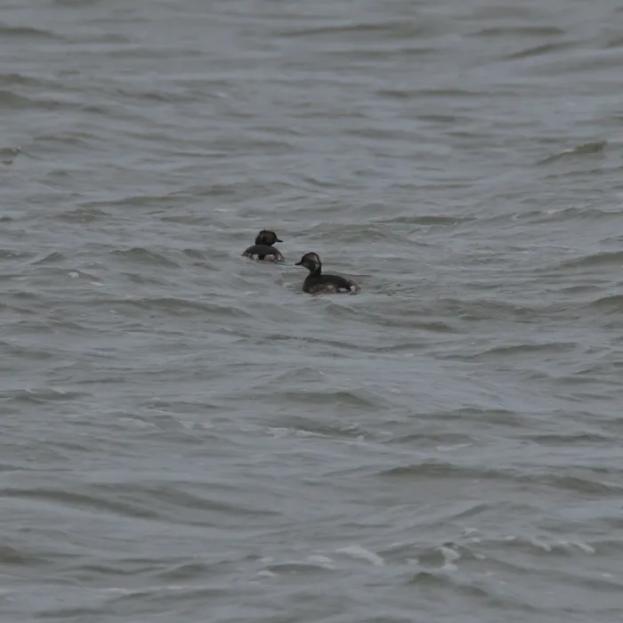 Spotted Eared Grebe
