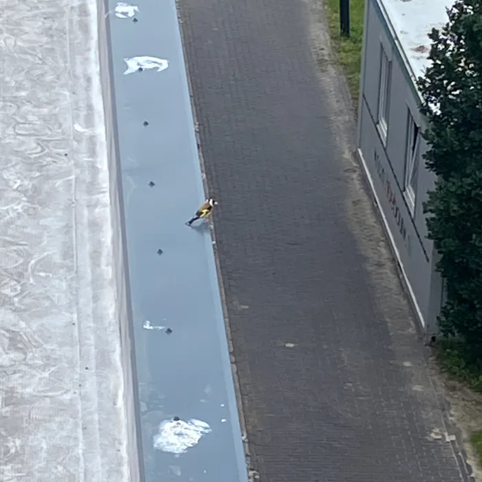 Waargenomen Putter
