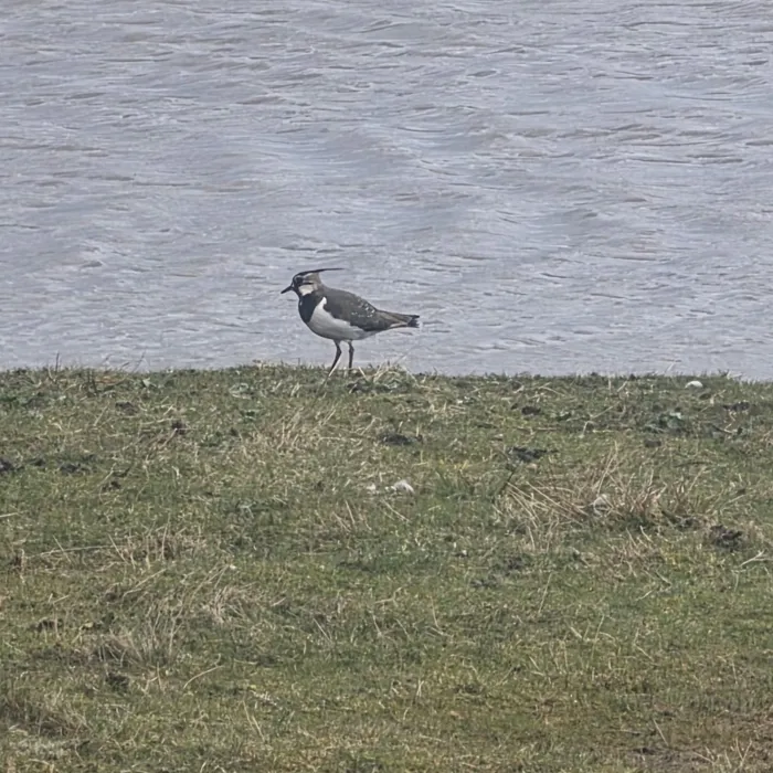 Northern Lapwing