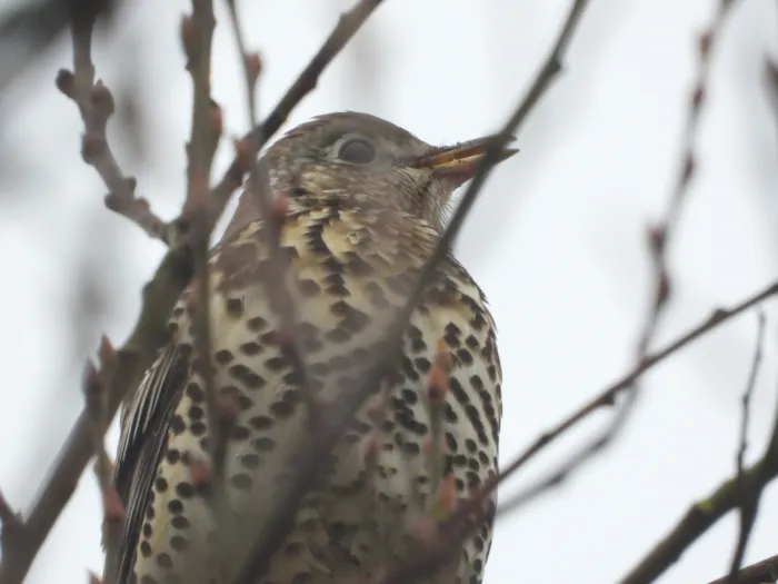 Gespotte Grote lijster