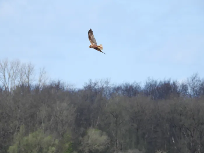 Gespotte Bruine kiekendief