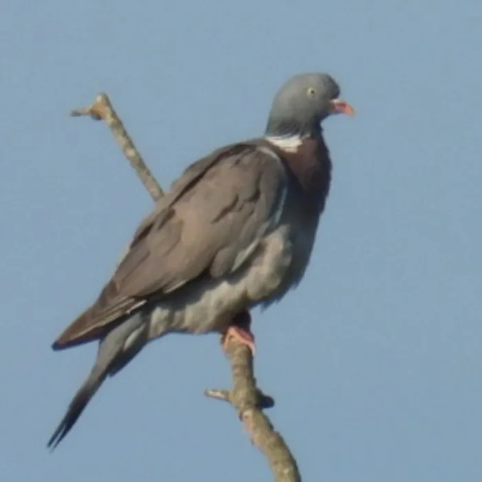 Spotted Common Wood-Pigeon