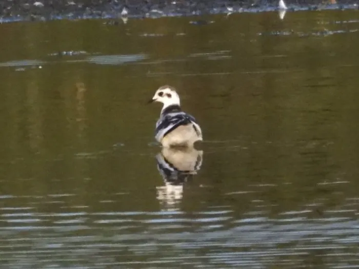 Spotted Little Gull