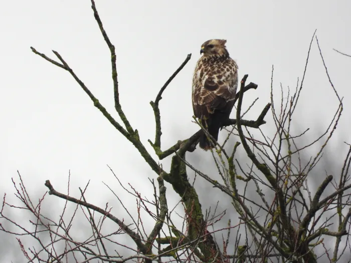 Gespotte Buizerd