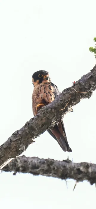 Spotted African Hobby