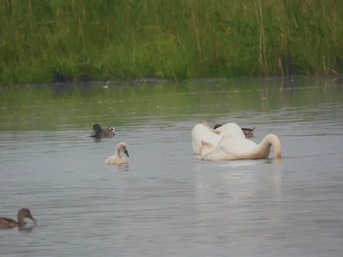 Spotted Mute Swan