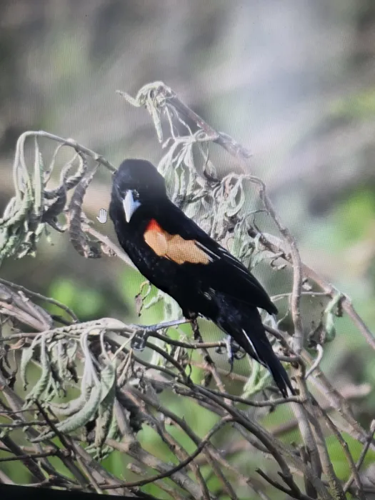 Spotted Fan-tailed Widowbird