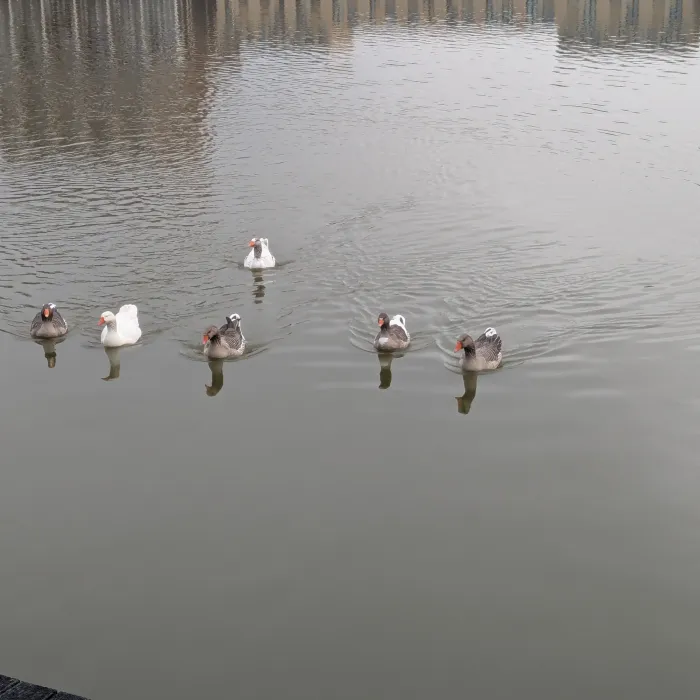 Spotted Graylag Goose
