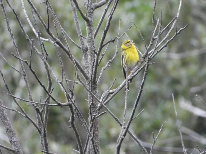 Spotted European Serin