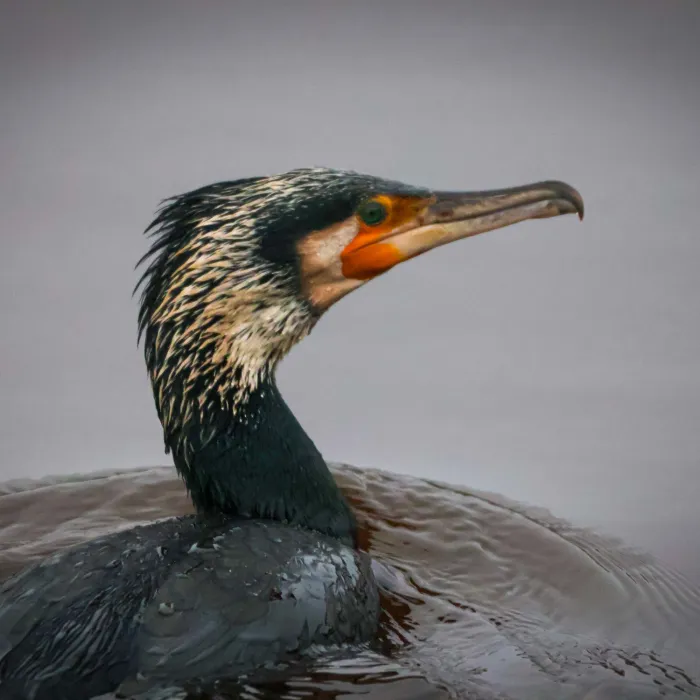 Spotted Great Cormorant
