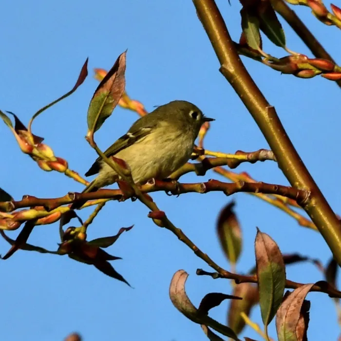 Spotted Ruby-crowned Kinglet