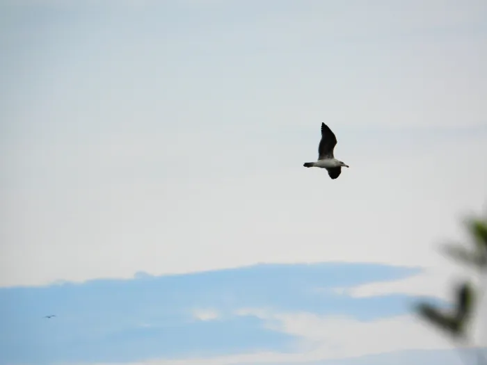 Spotted Western Gull