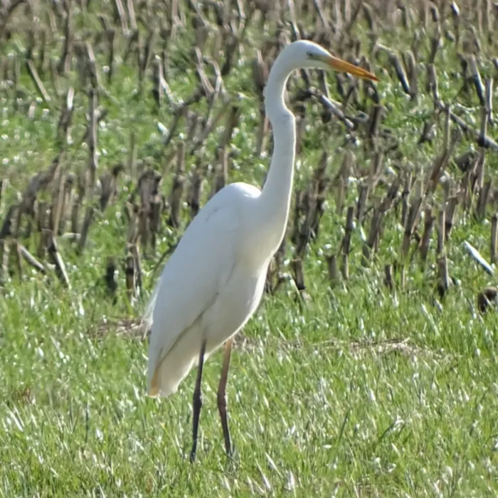 Spotted Great Egret