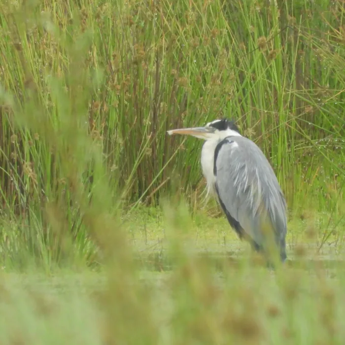 Waargenomen Blauwe reiger