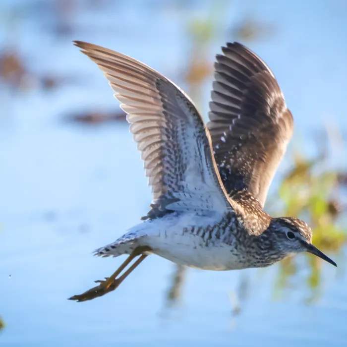 Spotted Wood Sandpiper
