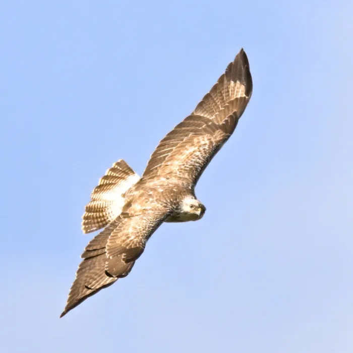 Common Buzzard