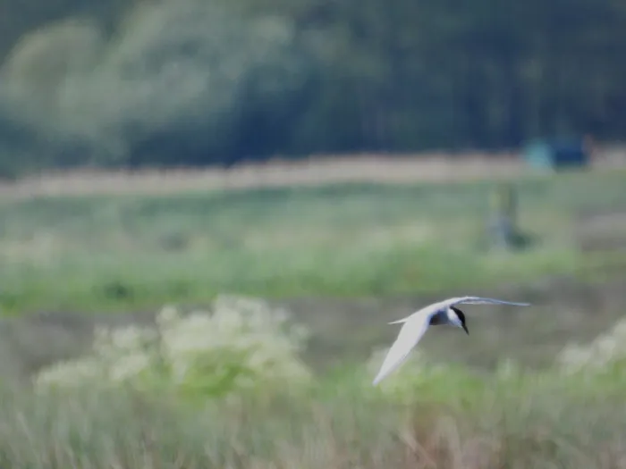 Waargenomen Witwangstern