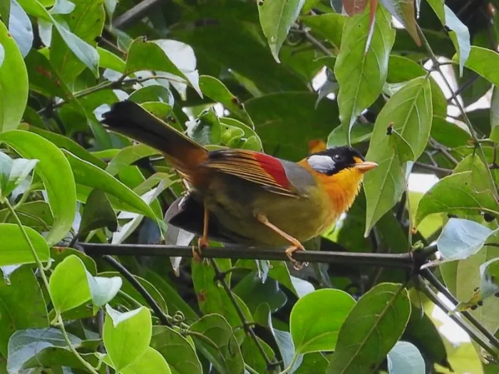 Gespotte Zilveroortimalia