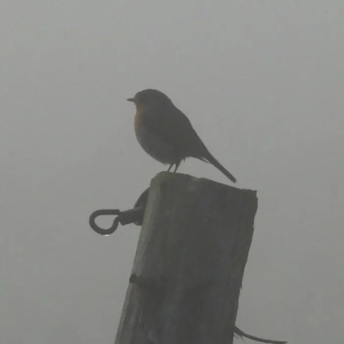 Spotted European Robin