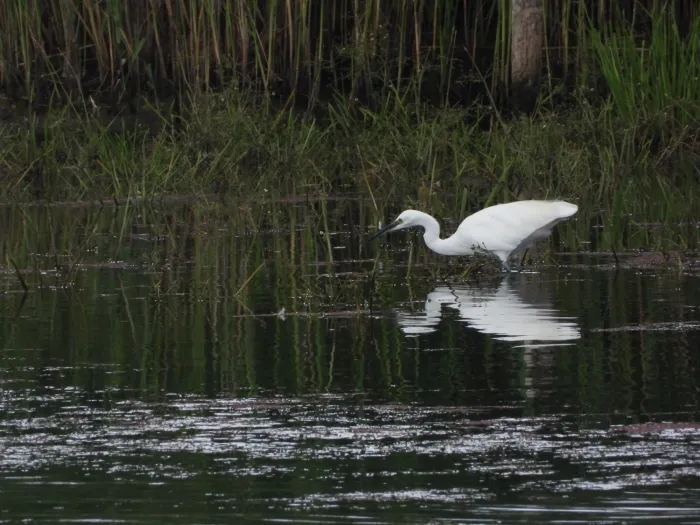 Spotted Little Egret