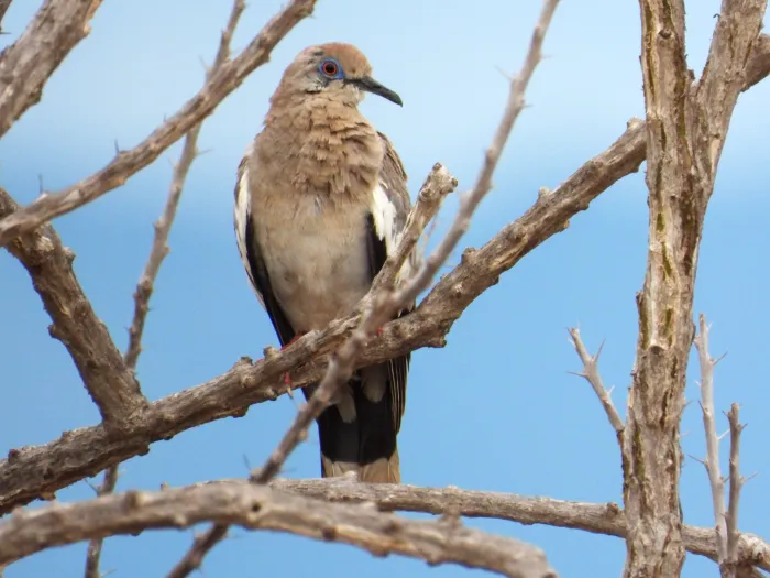 Spotted White-winged Dove