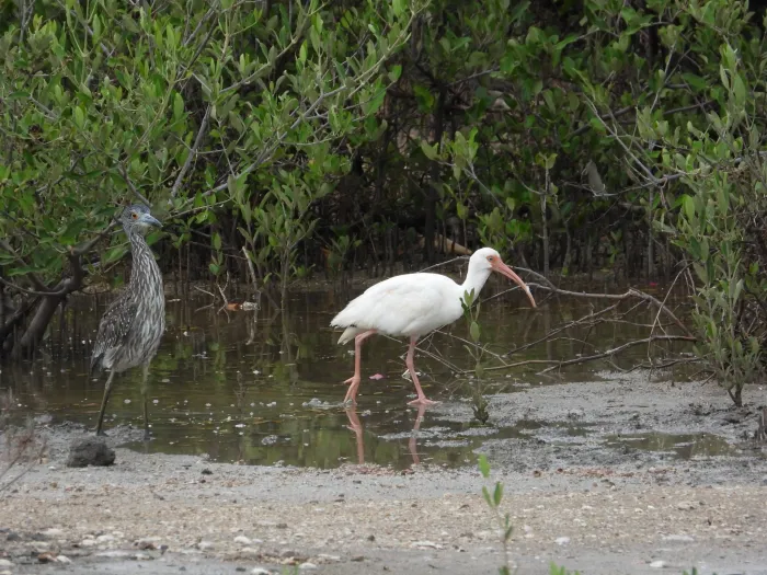 Waargenomen Witte ibis