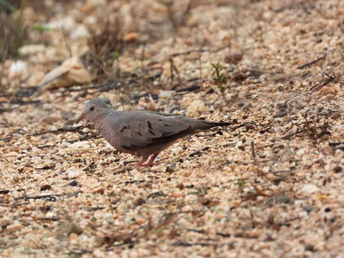 Spotted Common Ground Dove