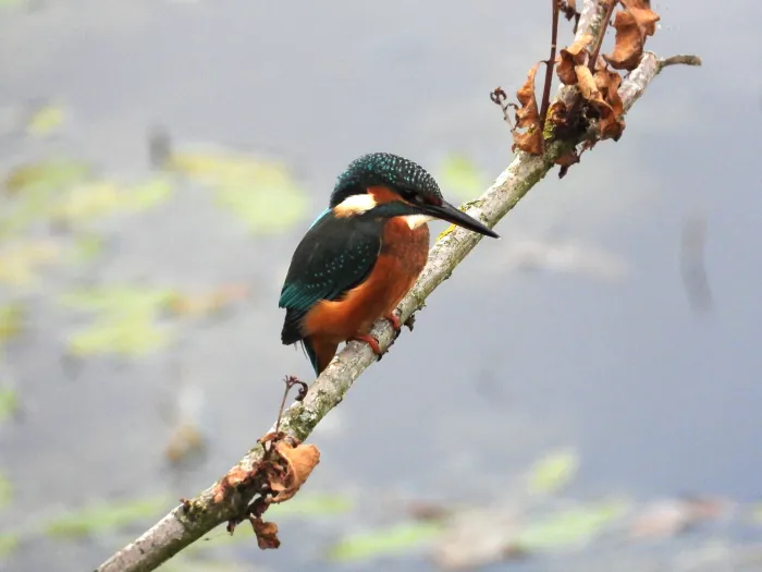 Waargenomen IJsvogel