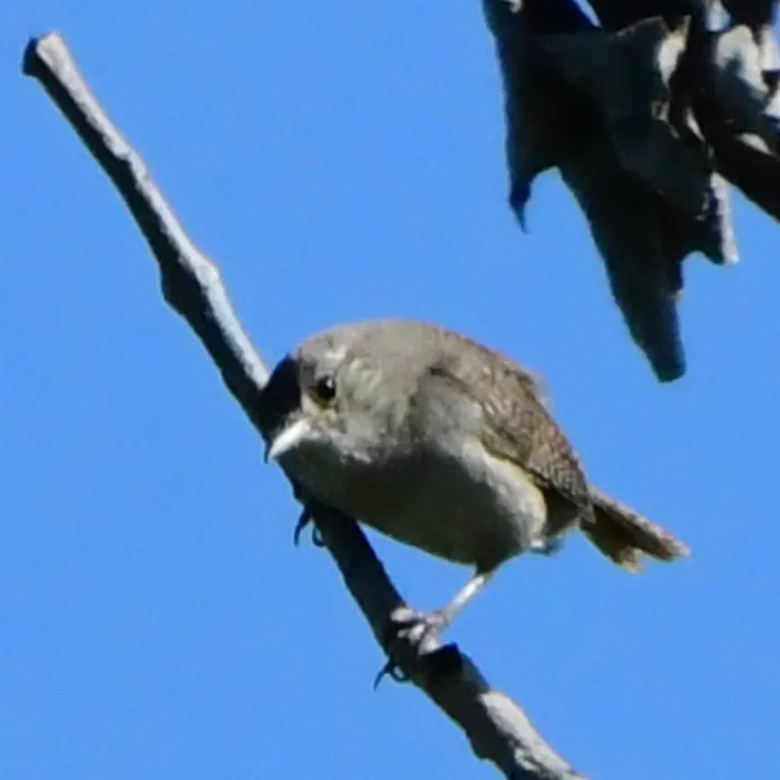 Spotted Northern House Wren