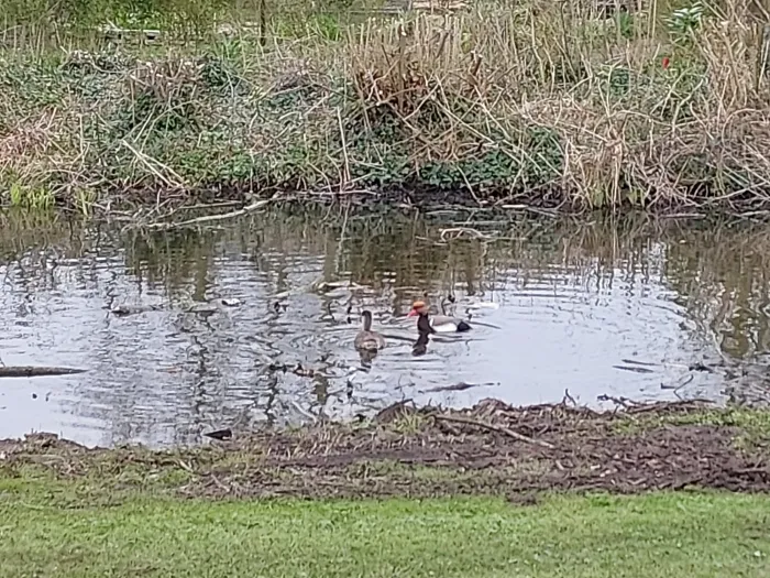 Spotted Red-crested Pochard