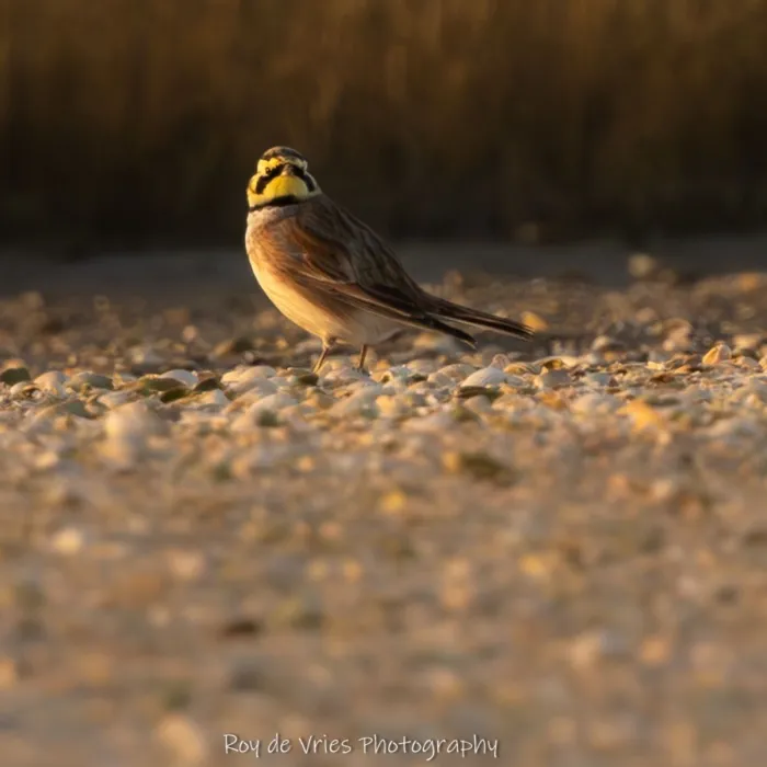 Gespotte Strandleeuwerik