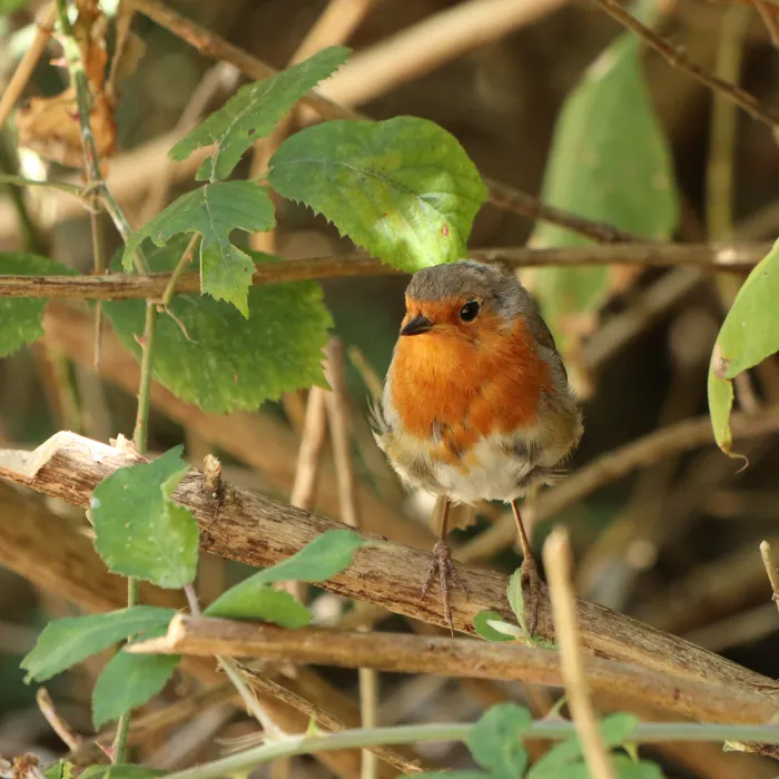 Spotted European Robin