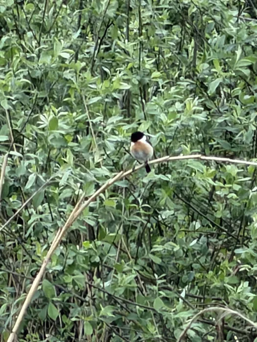 Spotted European Stonechat