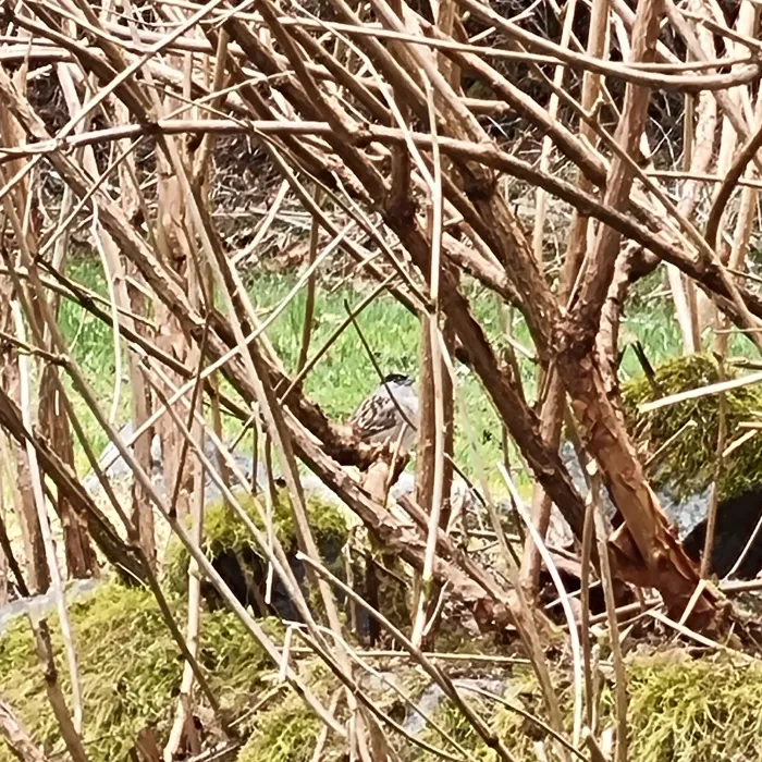 Spotted Golden-crowned Sparrow