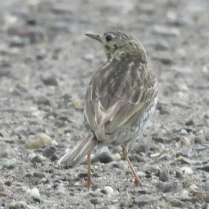 Spotted Meadow Pipit