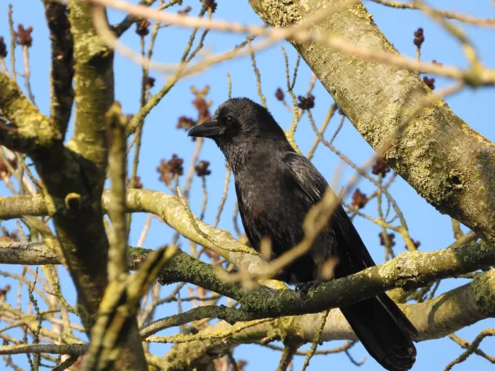 Spotted Carrion Crow