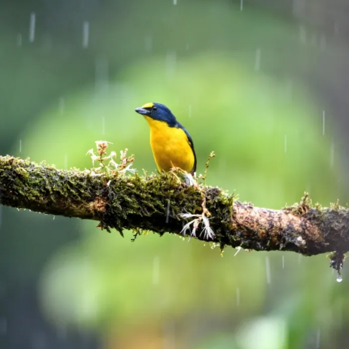 Gespotte Geelkeelorganist