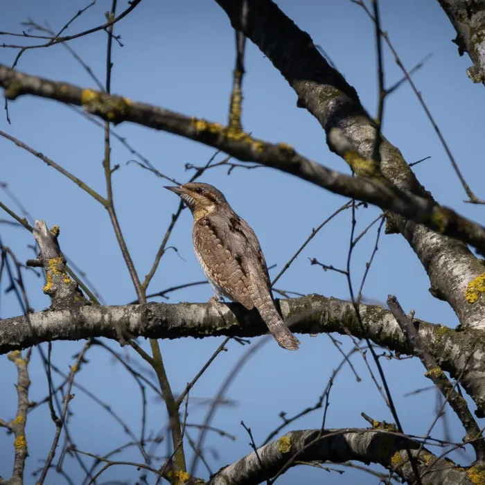 Spotted Eurasian Wryneck