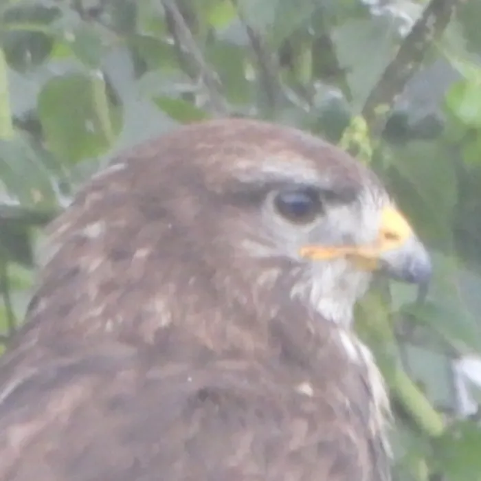 Spotted Common Buzzard